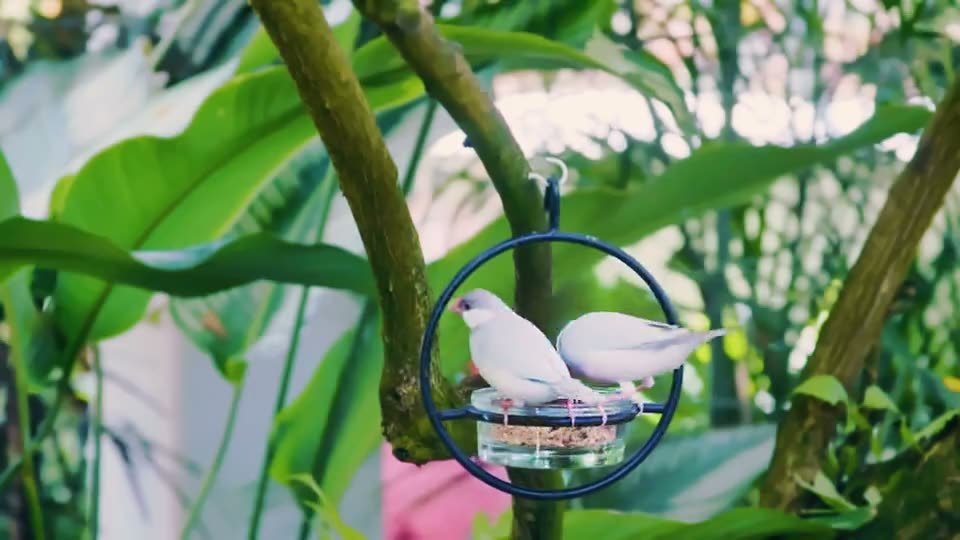 Key West Butterfly spot